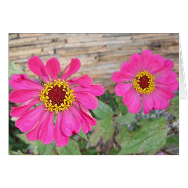 Flores de doble color rosa (Anverso (Horizontal))