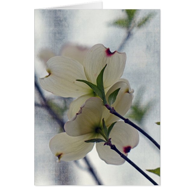 Flores de dogwood (Frente)