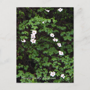 Flores de dogwood en el bosque... Postal