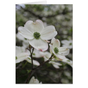 Flores de Dogwood Flores Todas Las Ocasiones Salud