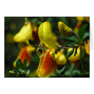 Flores de escoba escocesa