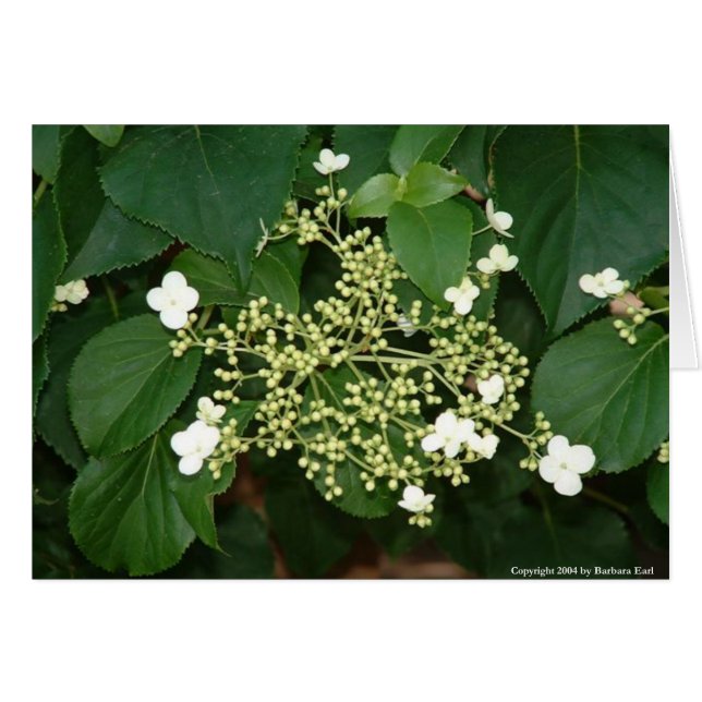Flores de filoli1 (Anverso (Horizontal))