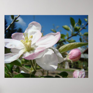 Flores de FLORES de MANZANO Impresiones de Arte en