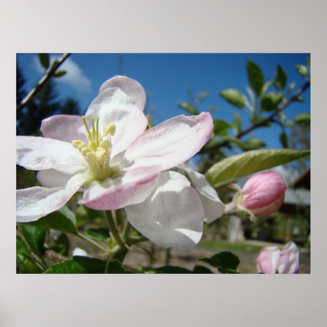 Flores de FLORES de MANZANO Impresiones de Arte en (Frente)