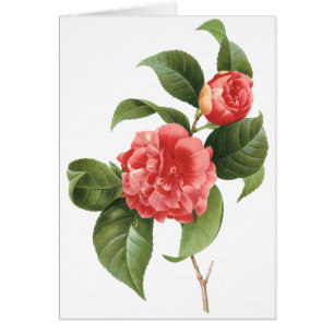 Flores de flores vintage, de camelia rosa por Redo