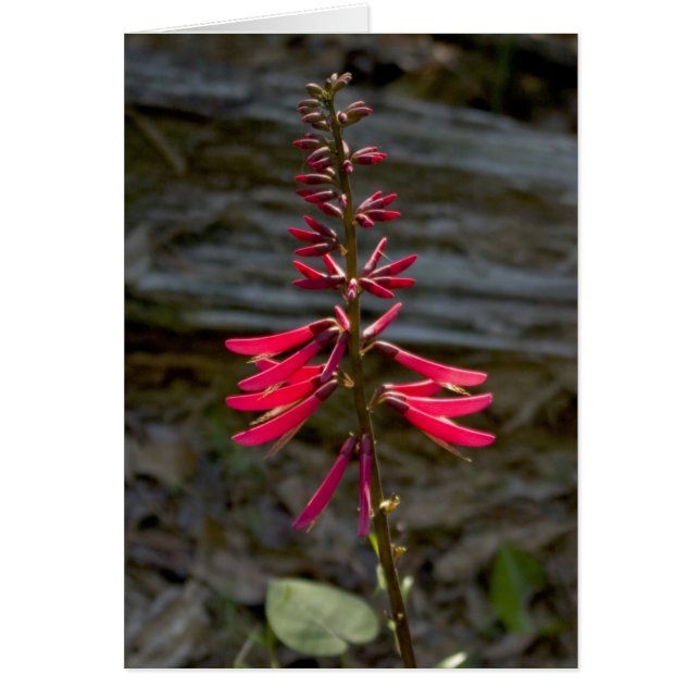 Flores de Foxfire (Frente)