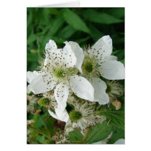 Flores de frambuesa
