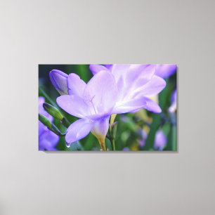 Flores de Freesia lloran arte fotográfico