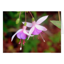 Flores de Fuschia