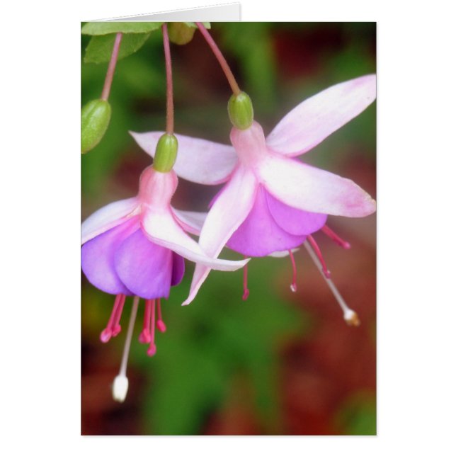 Flores de Fuschia (Frente)