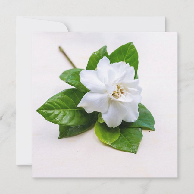 Flores de Gardenia Blanca (Anverso)
