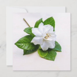 Flores de Gardenia Blanca