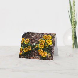 Flores de Gazania amarillas vívidas en una tarjeta