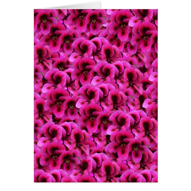 Flores de geranio magenta caliente, (Frente)