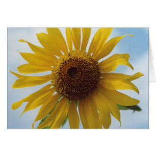 Flores de girasol amarillo vibrantes en el cielo a