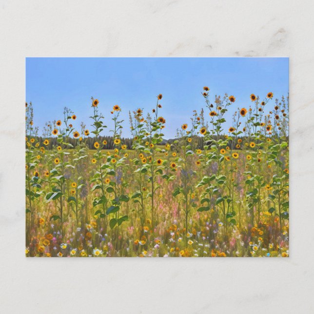Flores de girasoles en una tarjeta postal de la ce (Anverso)