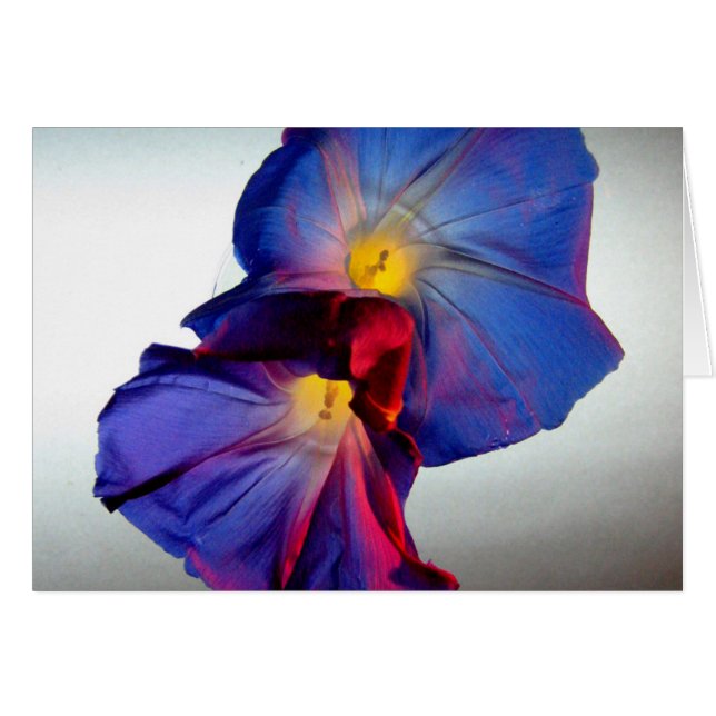 Flores de gloria matutinas 3 (Anverso (Horizontal))