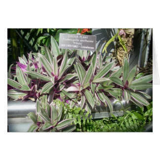 Flores de Greenhouse Eleven