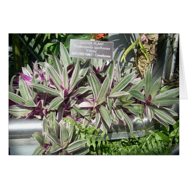 Flores de Greenhouse Eleven (Anverso (Horizontal))