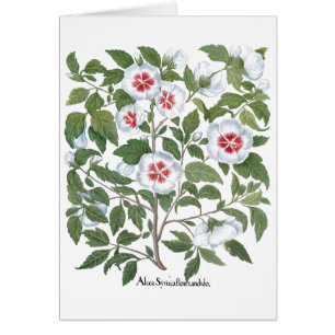 Flores de Hibisco Antiguas por Basilius Besler