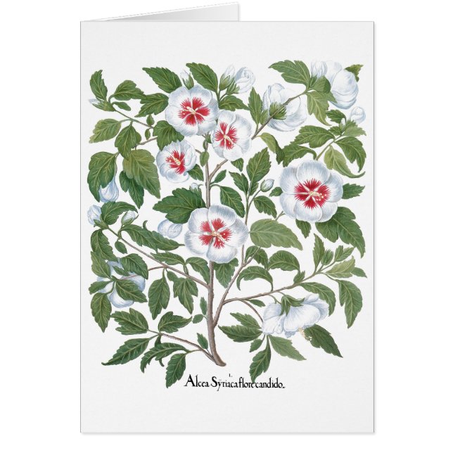 Flores de Hibisco Antiguas por Basilius Besler (Frente)