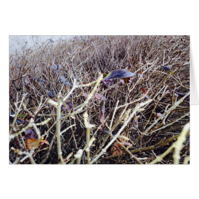 Flores de hierba, mi vista (Anverso (Horizontal))