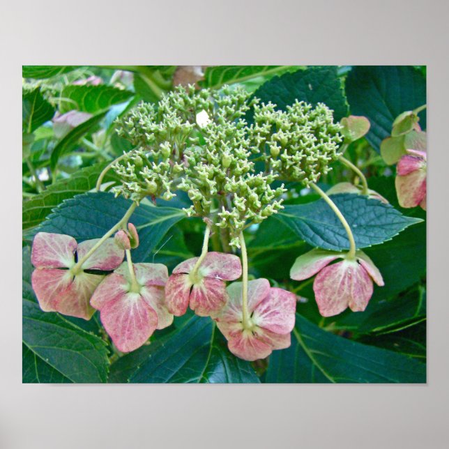 Flores de Hortensia Pink Lace-Cap - Póster (Frente)