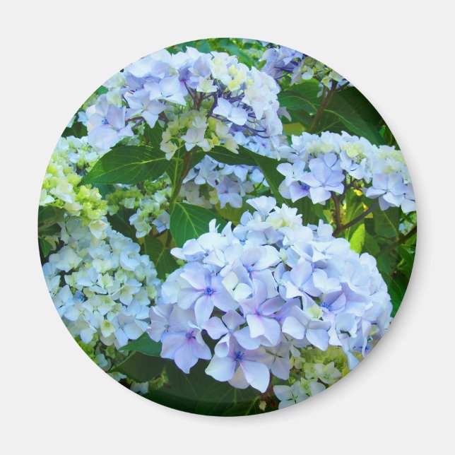 Flores de Hortensia regalos de imán Jardín Azul Ve (Frente)