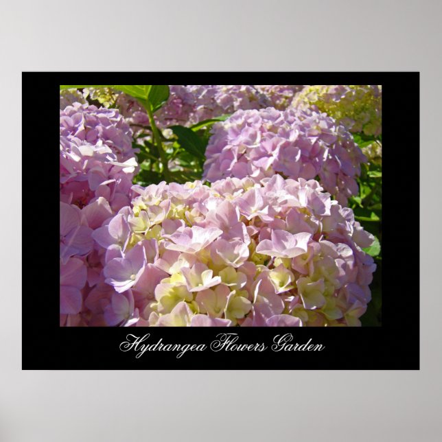 Flores de Hortensia Rosa impresiones artísticas Bo (Frente)
