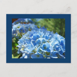 Flores de Hortensias Azules Tarjetas Postales Agre