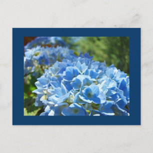 Flores de Hortensias Azules Tarjetas Postales Agre