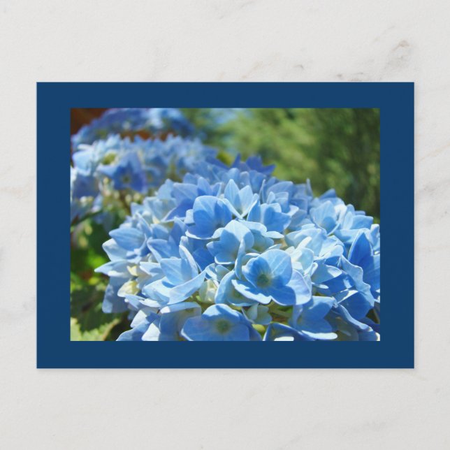 Flores de Hortensias Azules Tarjetas Postales Agre (Anverso)