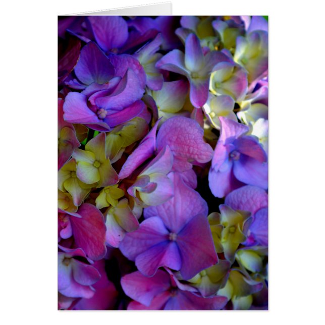 Flores de Hydrangeas azul morado (Frente)