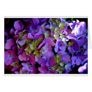 Flores de Hydrangeas azul morado