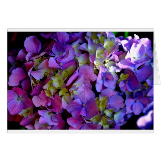 Flores de Hydrangeas azul morado (Anverso (Horizontal))