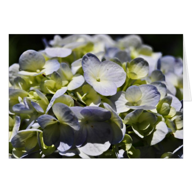 Flores de Hydrangeas Azules (Anverso (Horizontal))