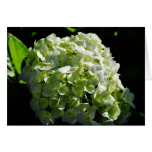 Flores de Hydrangeas Verdes