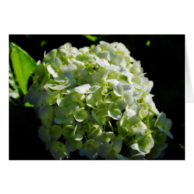 Flores de Hydrangeas Verdes (Anverso (Horizontal))