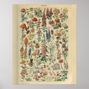 Flores de impresión de Adolphe Millot de época