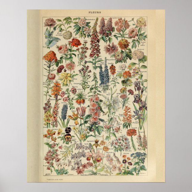 Flores de impresión de Adolphe Millot de época (Frente)