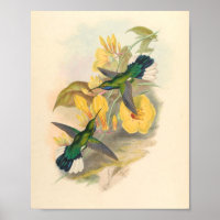 Flores de impresión de pájaros Hummingbirds