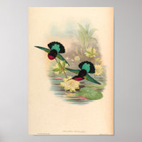 Flores de impresión de pájaros Hummingbirds