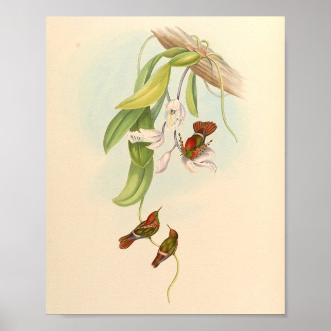 Flores de impresión de pájaros Hummingbirds (Frente)