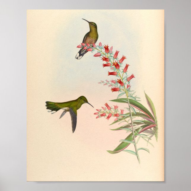 Flores de impresión de pájaros Hummingbirds (Frente)