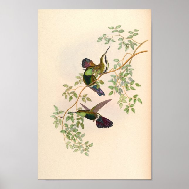Flores de impresión de pájaros Hummingbirds (Frente)