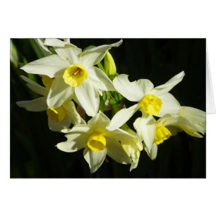 Flores de invierno