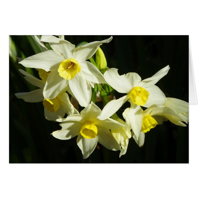 Flores de invierno (Anverso (Horizontal))