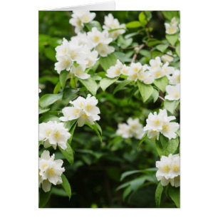 flores de jazmín