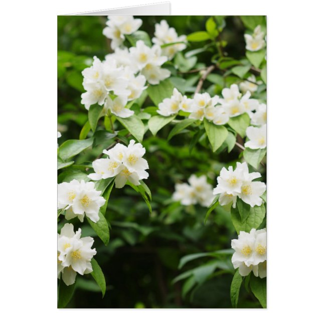 flores de jazmín (Frente)