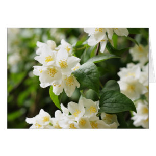 flores de jazmín primer plano